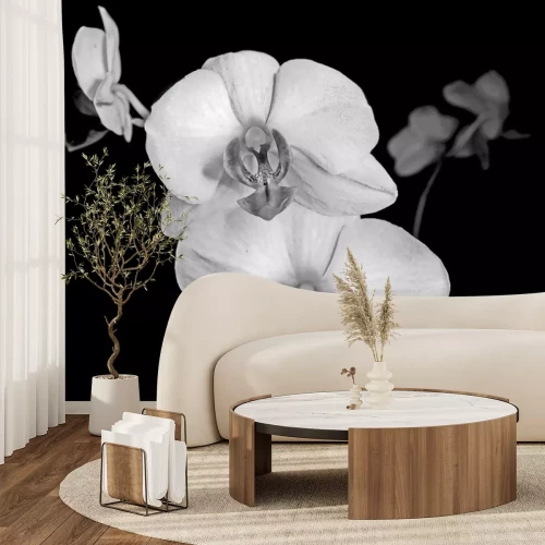 Papier peint  Orchidée blanche sur fond noir