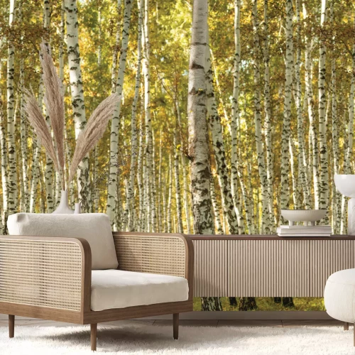 Papier peint  Paysage ensoleillé d’un bosquet de bouleaux