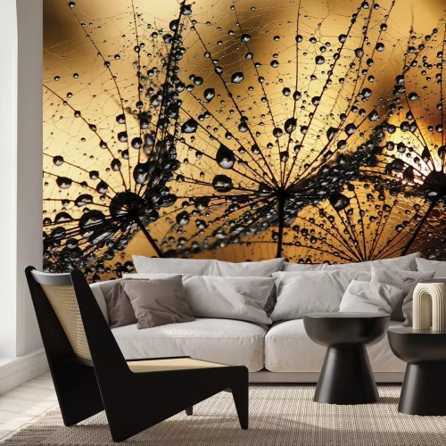 Papier peint  Coucher de soleil et pissenlits avec gouttes de rosée