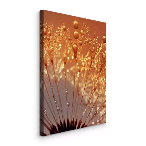 Tableau  Gros plan d'un pissenlit avec ses gouttes baignées de lumière dorée