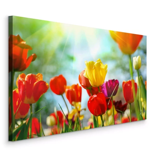 Tableau  Tulipes colorées au soleil dans une prairie printanière