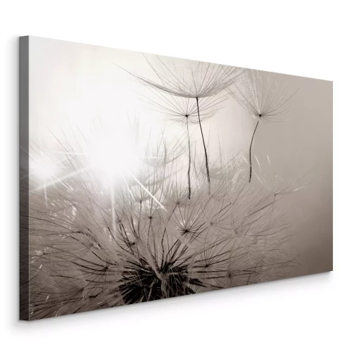 Tableau  Pissenlit, macro en noir et blanc