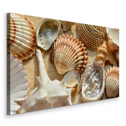Tableau  Coquillages marins de formes variées