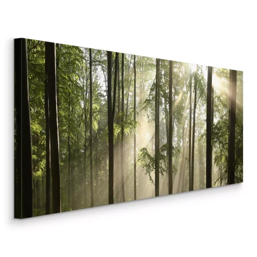 Tableau  La lumière du matin qui filtre à travers les arbres