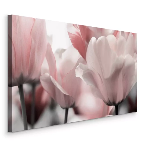 Tableau  Gros plan sur des tulipes pastel dans des tons de rose