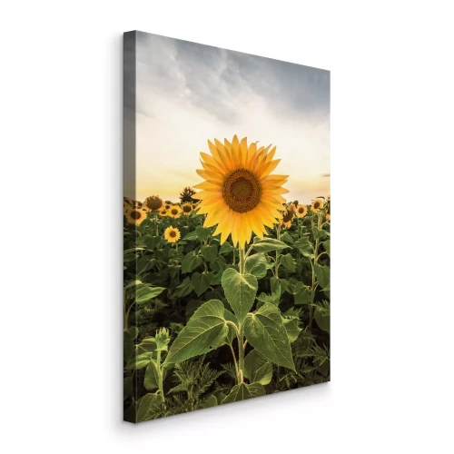 Tableau  Un tournesol au premier plan, un champ de tournesols en arrière-plan.