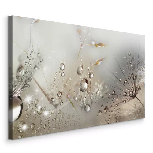 Tableau  Pissenlits avec des gouttes de rosée dans une photo lumineuse