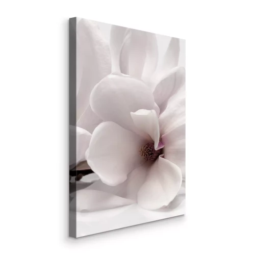 Tableau  Gros plan d'une fleur de magnolia blanche