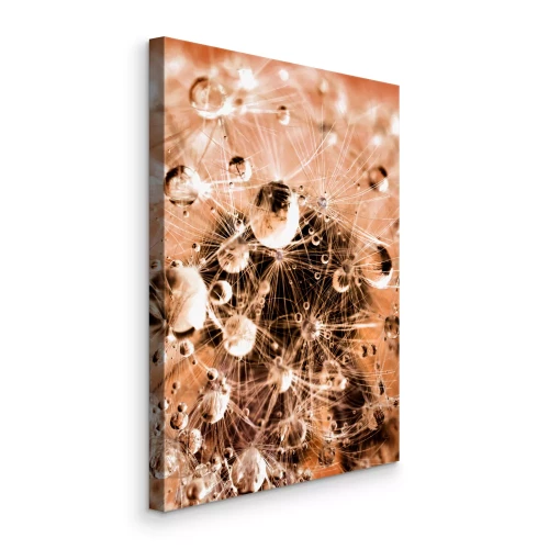 Tableau  Photographie macro d'un pissenlit couvert de rosée