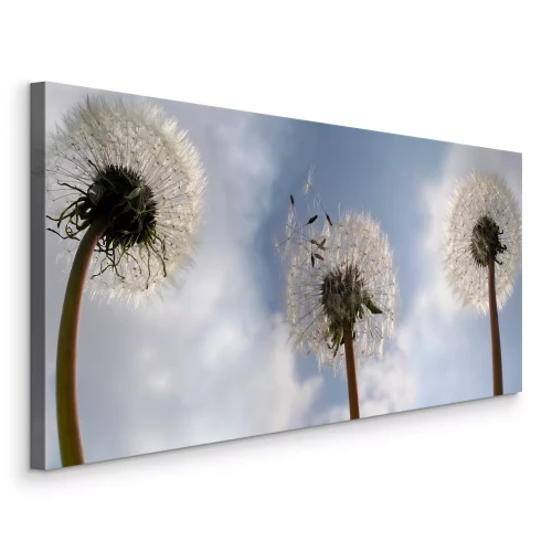 Tableau  Vue de pissenlits sur fond de ciel bleu