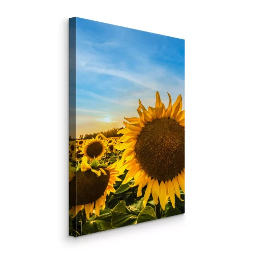 Tableau  Photo verticale de tournesols