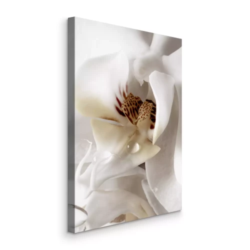 Tableau  Fleur blanche avec une goutte d'eau