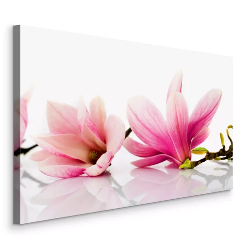 Tableau  Deux fleurs de magnolia roses sur une surface brillante