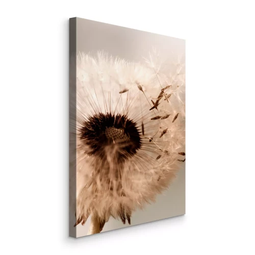 Tableau  Pissenlit beige à graines se détachant sur le ciel