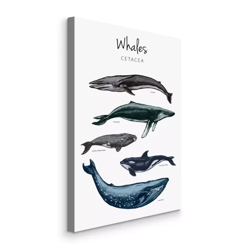Tableau  Plusieurs baleines sur fond blanc