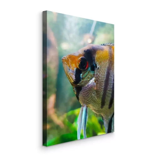 Tableau  Un poisson rayé avec des plantes marines en arrière-plan