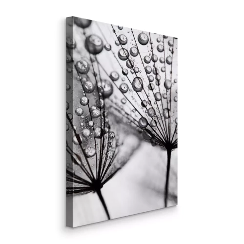 Tableau  Gouttes de rosée sur les graines de pissenlit