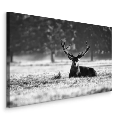 Tableau  Photo en noir et blanc d'un cerf