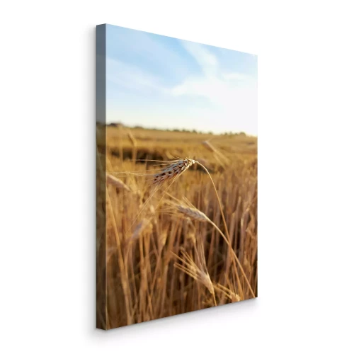 Tableau  Gros plan sur un épi de maïs dans un champ de céréales