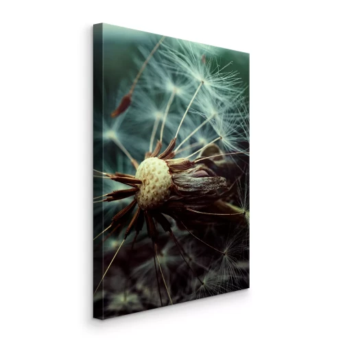 Tableau  Photo d'un pissenlit en phase de déploiement