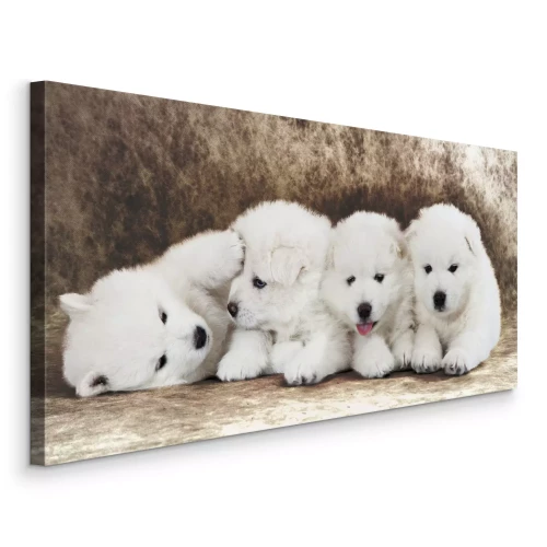 Tableau  Adorables chiots blancs sur un fond contrasté