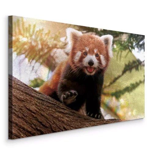 Tableau  Un jeune panda roux sur une branche