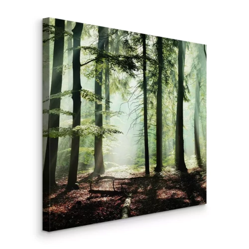 Tableau  Une forêt de conifères illuminée par la douce lumière du matin