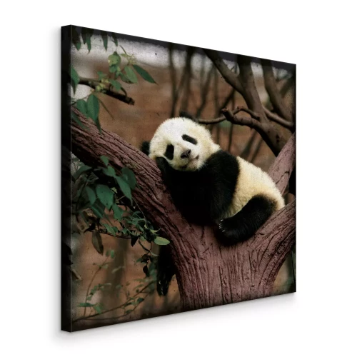 Tableau  Un moment de détente pour un panda sur une branche