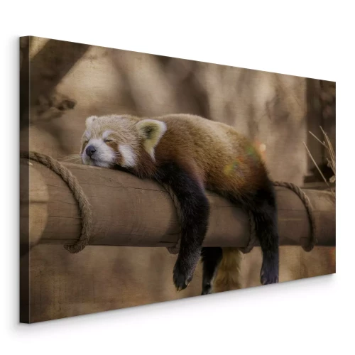 Tableau  Un panda dort paisiblement parmi les branches de l'arbre