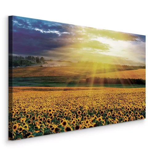Tableau  Un paysage pittoresque de tournesols au crépuscule chaud