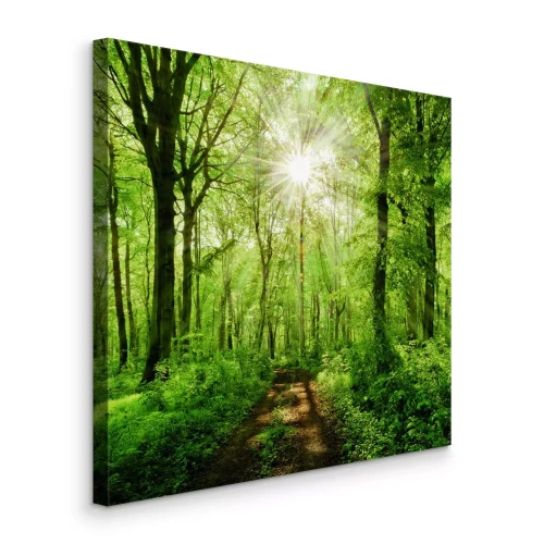 Tableau  Lever de soleil sur une route forestière verdoyante