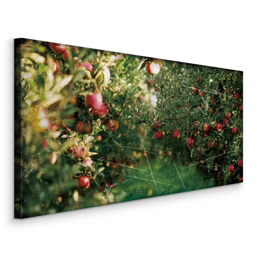 Tableau  Pommes mûrissant en couronnes denses