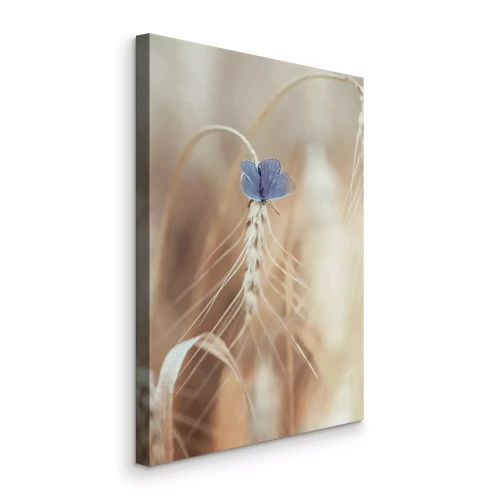 Tableau  Un papillon bleu sur un épi de blé doré