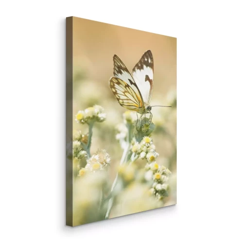 Tableau  Papillon dans les prairies fleuries printanières