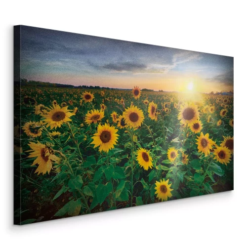 Tableau  Un champ de tournesols au soleil