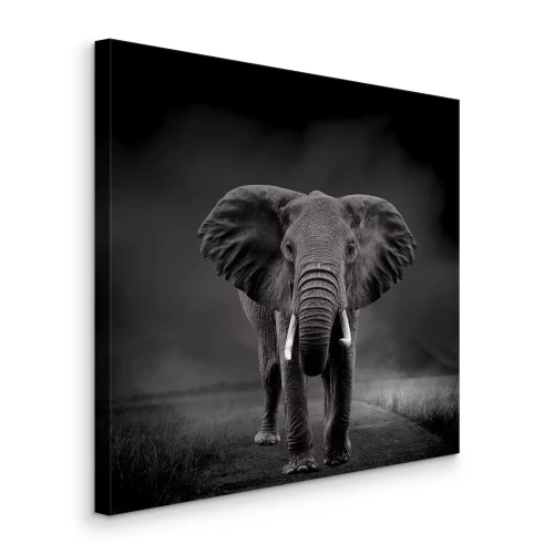 Tableau  Portrait en noir et blanc d'un éléphant en mouvement