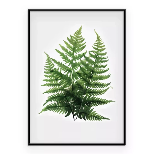Poster  Illustration botanique de fougères vertes