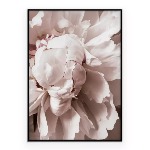 Poster  Détail romantique des pétales de fleurs