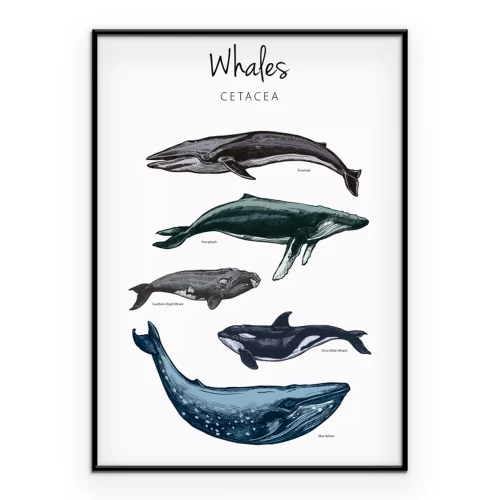 Poster  Illustration pédagogique de baleines avec légendes