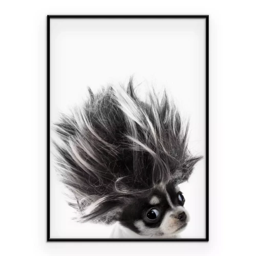 Poster  Chihuahua aux poils longs et soyeux