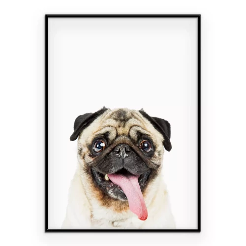 Poster  Portrait d'un carlin souriant tirant la langue