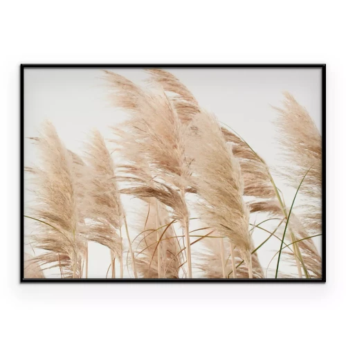 Poster  Herbes de la pampa sur fond clair
