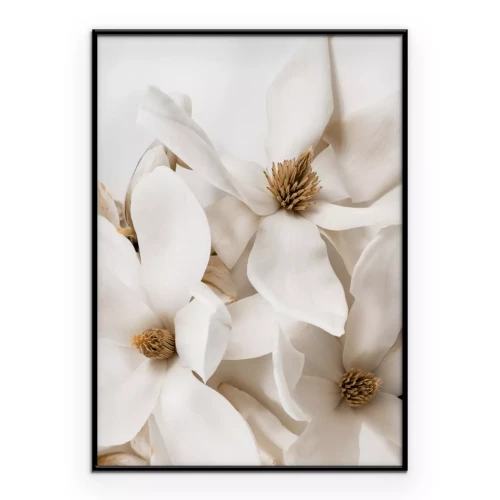 Poster  Fleurs blanches de magnolia de style glamour