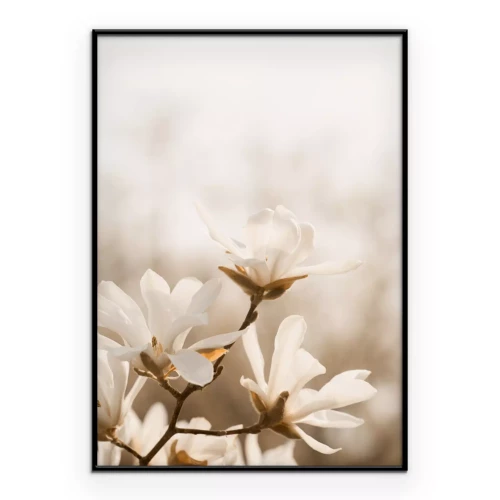 Poster  Fleurs de magnolia en fleurs sur une branche d’arbre