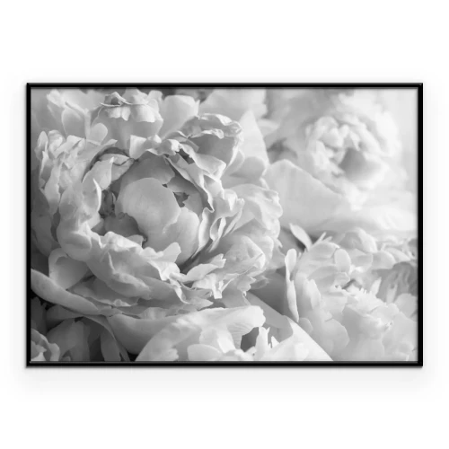 Poster  Pivoines en noir et blanc photo en gros plan des fleurs