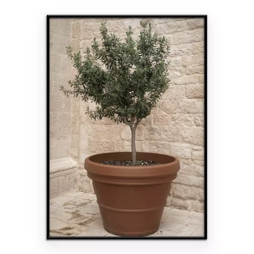 Poster  Petit olivier composition estivale avec plante en pot