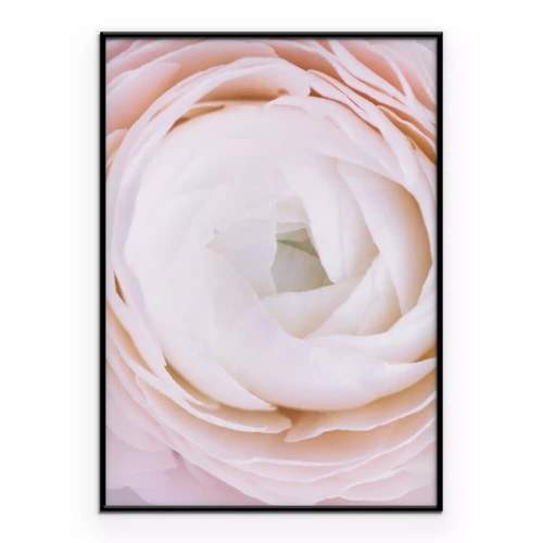 Poster  Fleur de bouton d'or rose gros plan