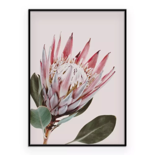 Poster  Fleur de protea sur fond rose clair