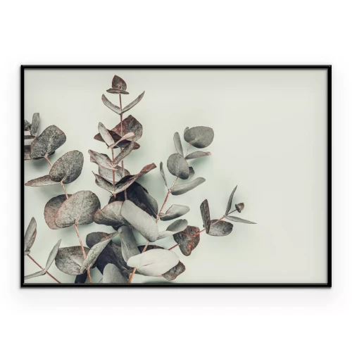 Poster  Feuilles d’eucalyptus sur fond vert clair