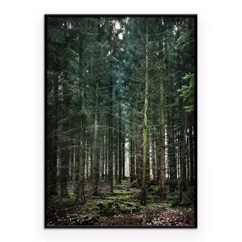 Poster  Paysage vert arbres conifères dans la forêt